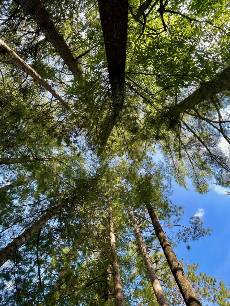 Creation Tales of Today and the Lies They&nbsp;Tell